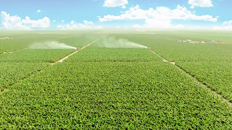 THACO Agri ứng dụng cơ giới hóa, công nghệ sinh học và số hóa vào Kl994 nhà cái bóng đá world cup nông nghiệp quy mô lớn.