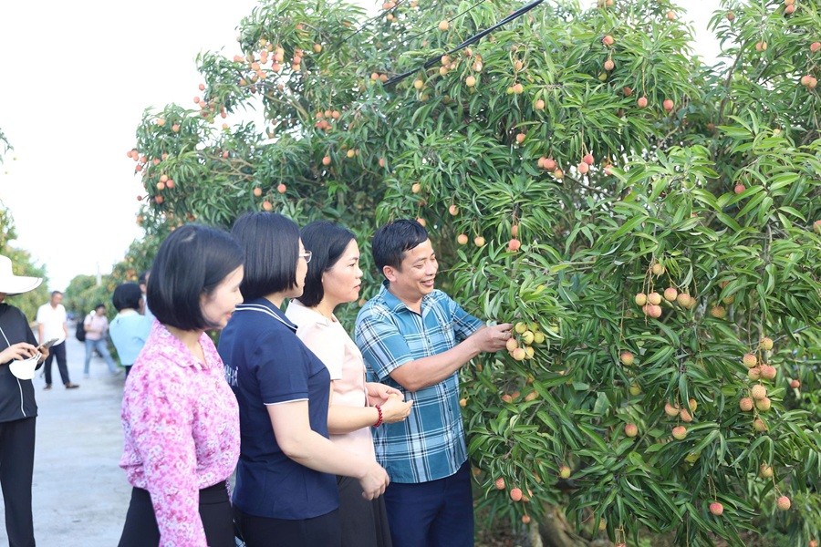 Các sở, ban, ngành tỉnh Hải Dương tăng cường hướng dẫn và giám sát chặt chẽ công tác chăm sóc, Kl994 nhà cái bóng đá world cup vải, đảm bảo tiêu chuẩn xuất khẩu vào các thị trường khó tính, như Mỹ, Australia, Nhật Bản...