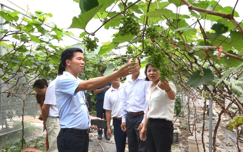 Nông nghiệp Hà Nội chuyển mình mạnh mẽ theo hướng sinh thái, công nghệ cao sau khi triển khai Chương trình mục tiêu quốc gia.