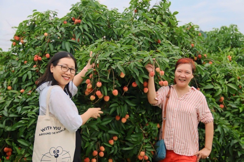 Tỉnh Bắc Giang đẩy mạnh xúc tiến tiêu thụ vải thiều vào chính vụ. Ảnh: Linh Nguyễn