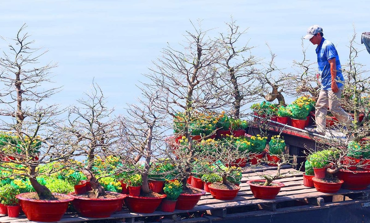 Giá hoa mai năm nay nhìn chung ổn định so với năm trước.