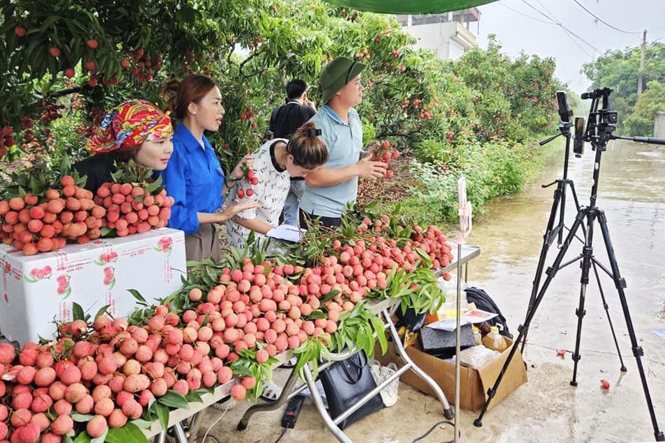 Nông dân livestream bán vải tại Bắc Giang.
