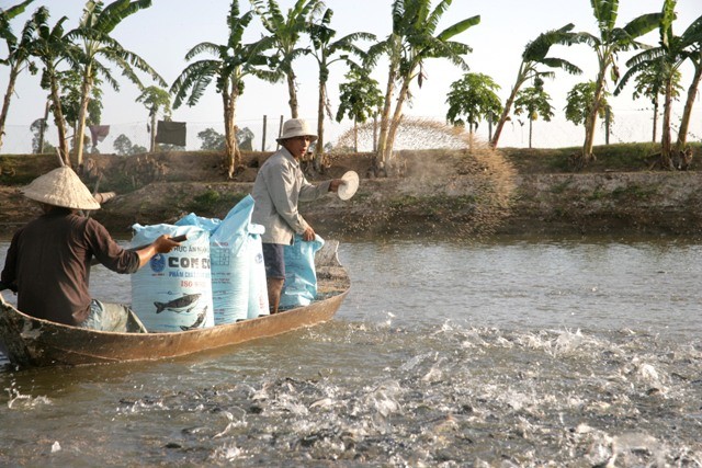 Kl99kl phiên bản hoạt động thủy sản tiến thoái lưỡng nan ảnh 1