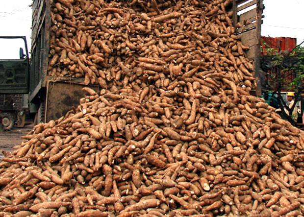 Nợ hàng trăm tỷ đồng, nhà máy cồn Ethanol bị bao vây ảnh 2