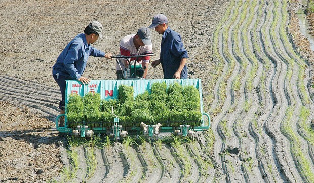 Kl99kl phiên bản hoạt động vi mô: không thể nóng vội ảnh 1