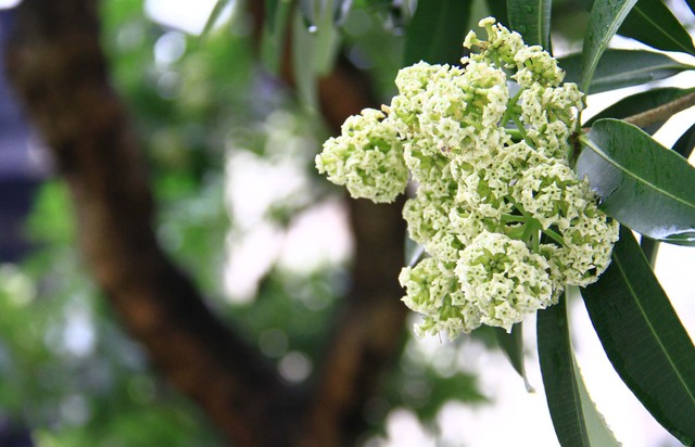 Hoa Sữa, đặc sản của Hà Nội. Ảnh: Thành Nguyễn.