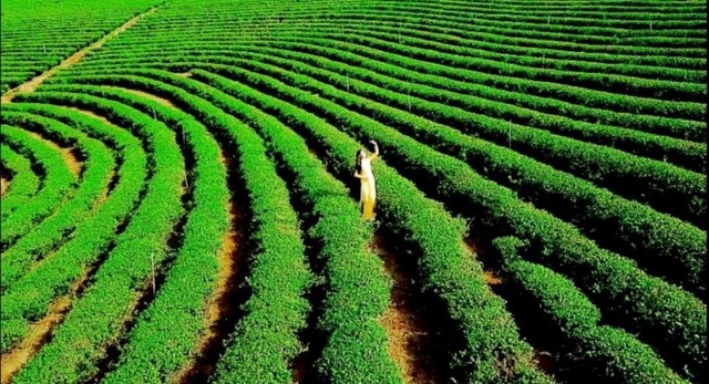 Sản phẩm trà Đôi Dép được kết tinh từ những đồi trà xanh mướt từ vùng nguyên liệu sạch