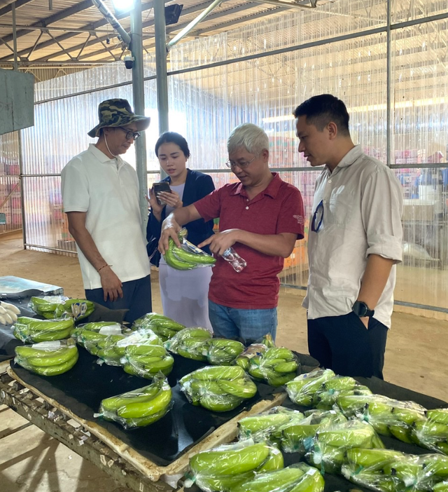 Thăm quan xưởng đóng gói chuối xuất khẩu của HAGL, tìm hiểu tên tuổi khách hàng trên mã vạch dán trên sản phẩm.
