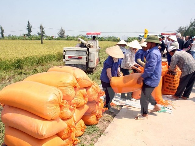 Thái Lan xả kho gạo “khủng”, xuất khẩu gạo Việt không lo ảnh hưởng ảnh 1