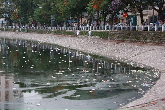 Đã thu vớt 6 tấn cá chết và làm sạch môi trường hồ Hoàng Cầu ảnh 1