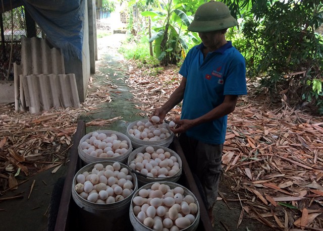 Bí ẩn nguồn gốc trứng gà ta giá rẻ bán đầy chợ ảnh 1