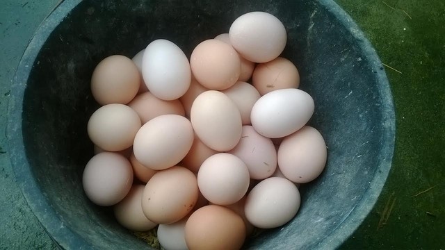 Bí ẩn nguồn gốc trứng gà ta giá rẻ bán đầy chợ ảnh 2