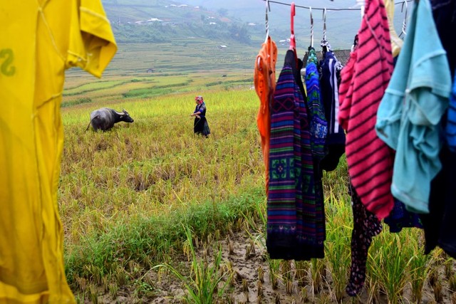 Thu sang, miền sơn cước Mù Cang Chải đẹp đến nao lòng ảnh 2