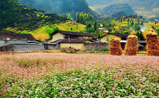 Thung lũng Sủng Là - Nơi đá nở hoa ảnh 3