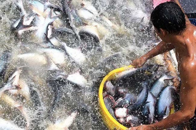 “Dẹp loạn” quy hoạch - bài 2: Khôi hài chuyện quy hoạch cả con cá, con tôm ảnh 2