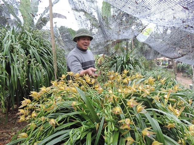 Địa lan Sapa có chậu giá gần trăm triệu đồng vẫn đắt khách ảnh 1