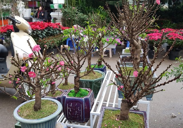 Chán đào khủng, dân Hà Nội tìm mua đào 2 gang tay ảnh 4