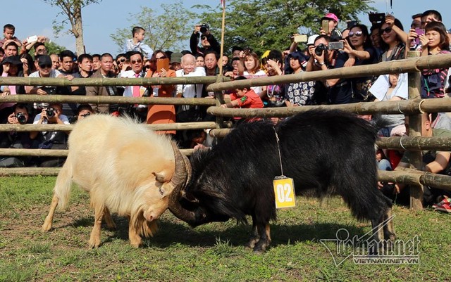 Độc đáo hội chọi dê, thắng thua không vào lò mổ ở Hà Nội ảnh 4