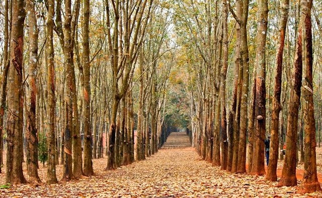 Đẹp ngỡ ngàng Tây Nguyên mùa lá rụng ảnh 6