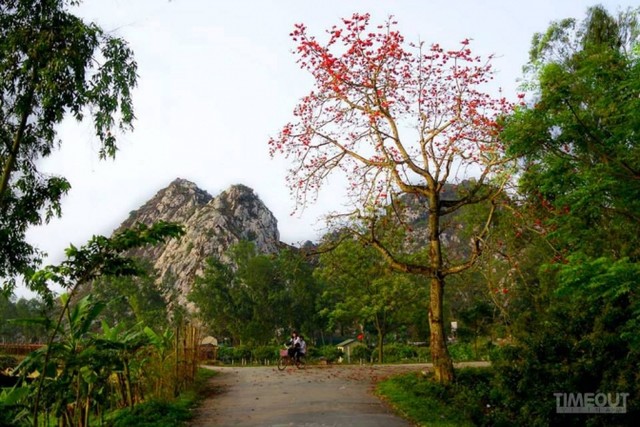 Hoa gạo bung cánh cho mùa xuân chín đỏ ảnh 3