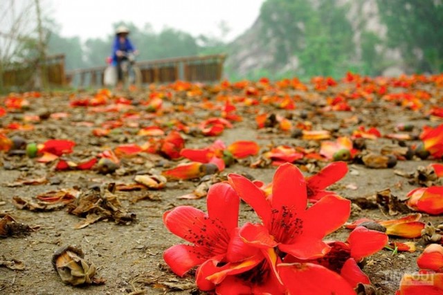 Hoa gạo bung cánh cho mùa xuân chín đỏ ảnh 4