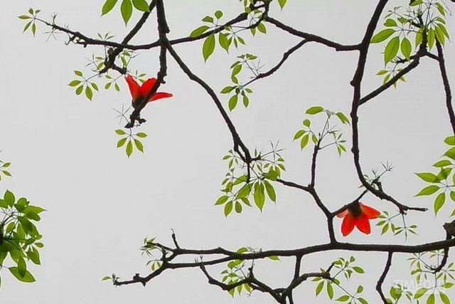 Hoa gạo bung cánh cho mùa xuân chín đỏ ảnh 5