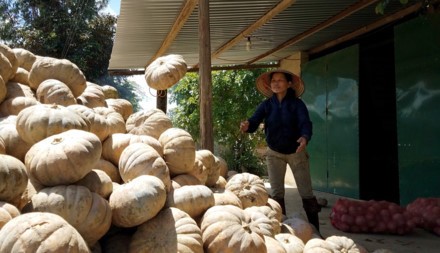 Bán 10 kg bí ngô không mua nổi một ổ bánh mì ảnh 1