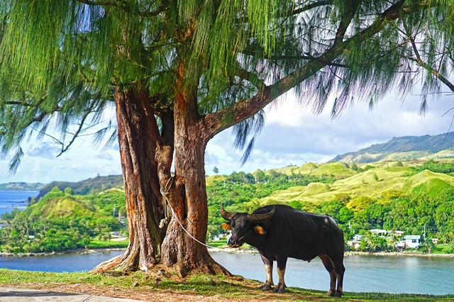 Guam - thiên đường du lịch 'bất đắc dĩ' nổi danh thế giới ảnh 6