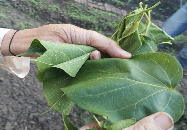 Về Mường So ăn đặc sản…. lá ngón ảnh 1