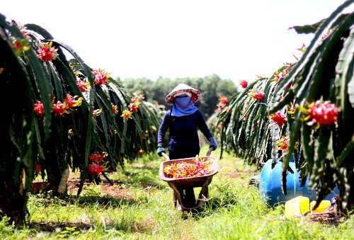 Thanh long rớt giá sốc ảnh 1