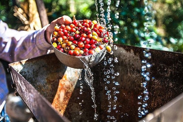 Uống một ly cà phê 'mất đứt' gần nửa chỉ vàng ảnh 1