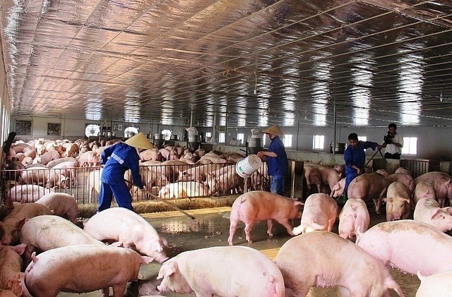 40.000 tấn thịt lợn nhập về Việt Nam, từ 1/4 phải giảm về 70 ngàn đồng/kg ảnh 1
