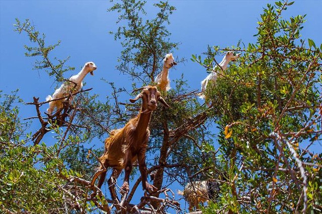 Khó cưỡng lại giấc mơ đến Morocco sau khi biết những điều sau ảnh 2