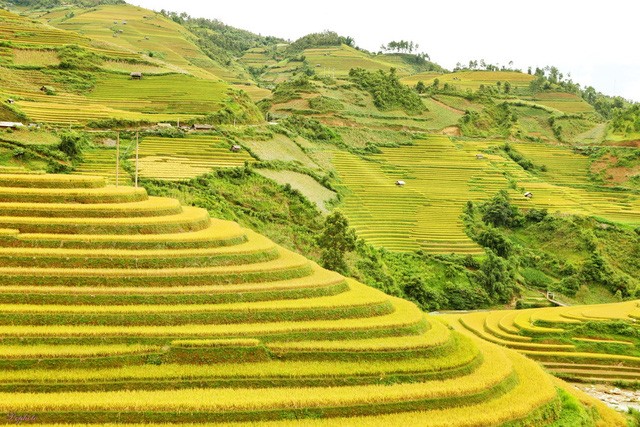 Những cung đường săn “mùa vàng” Tây Bắc đẹp nhất tháng 9 ảnh 1