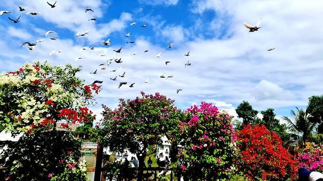 Những ‘bậu’ hoa giấy tô điểm cho sắc màu Trà Sư. Ảnh: Chiến Khu