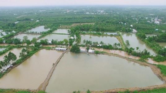 Vùng nguyên liệu xanh bát ngát.