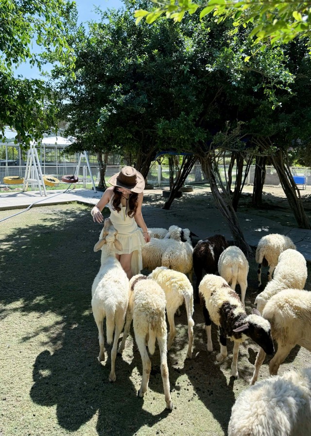 Du khách vui thích với đàn cừu đáng yêu "bao vây".