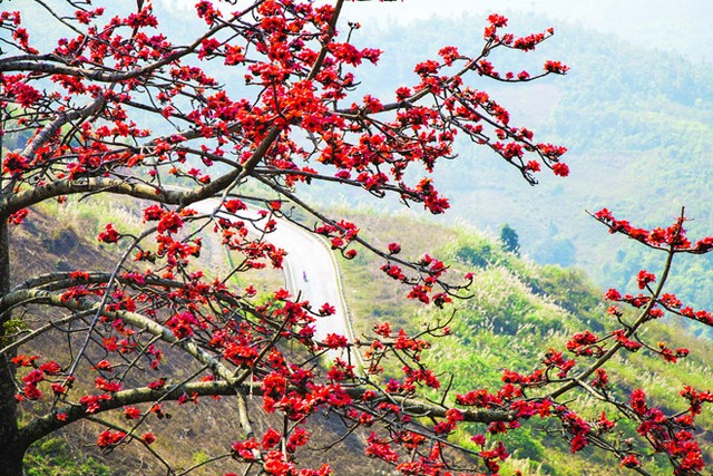 Lên Tây Bắc ngắm hoa xuân nở khắp núi rừng ảnh 4