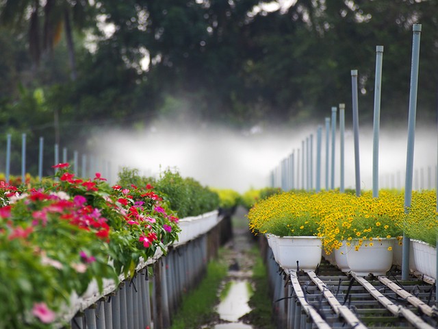 Làng hoa Sa Đéc đông khách những ngày cận Tết ảnh 1