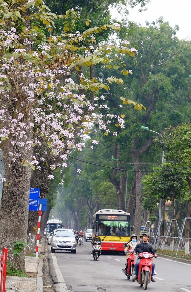Hoa ban Tây Bắc rộ nở giữa lòng Hà Nôi ảnh 2