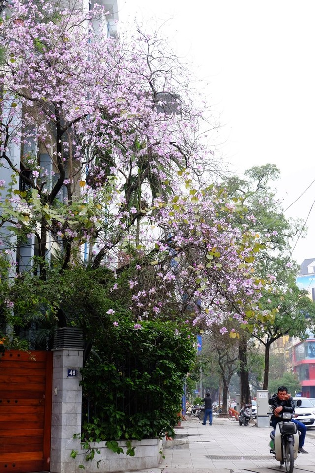 Hoa ban Tây Bắc rộ nở giữa lòng Hà Nôi ảnh 9