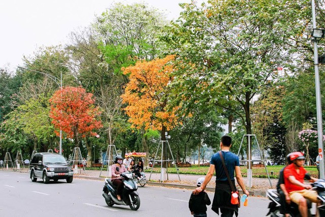 Mùa cây thay lá, Hà Nội đẹp mê hồn khiến bao người đắm say ảnh 1