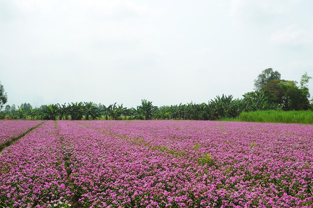 Cánh đồng hoa dừa cạn hút giới trẻ ở An Giang ảnh 3