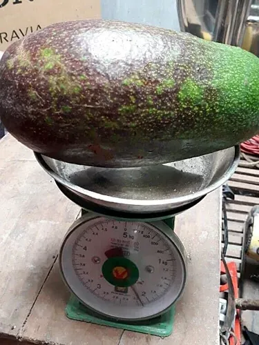 Bơ mỗi trái nặng hơn một kg hút khách ảnh 1