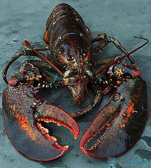 Nghe tin tôm hùm Alaska 170.000 đồng/kg, dân đổ xô đi mua mới… “ngã ngửa” ảnh 1