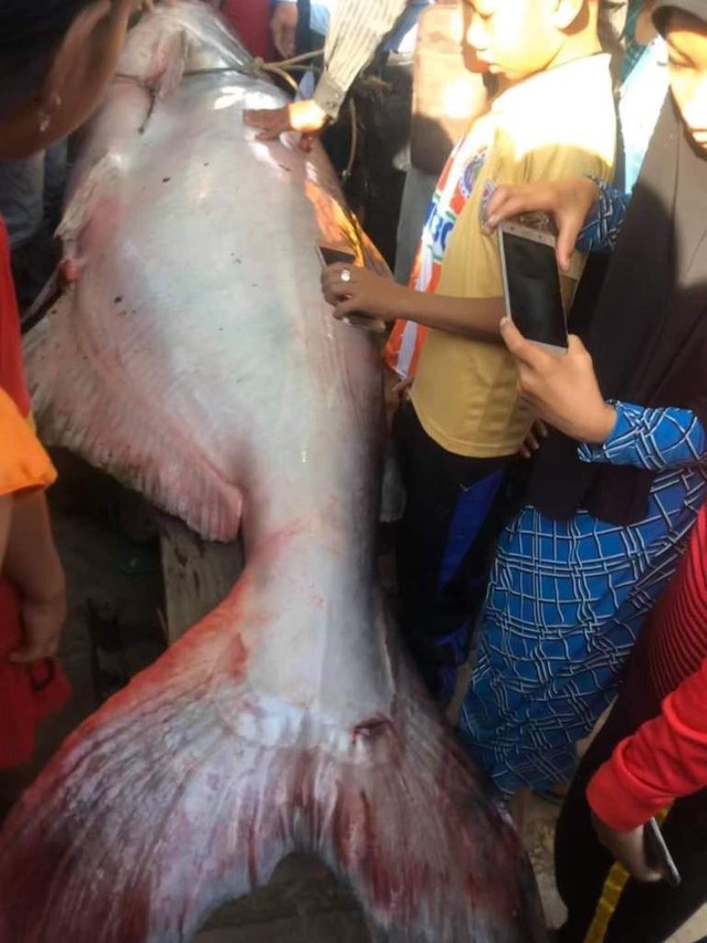 Nông dân An Giang bắt được cá quý 230kg, bán 46 triệu đồng ảnh 1