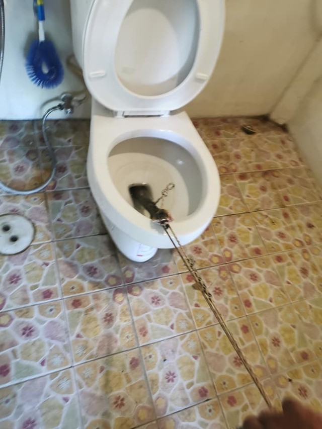 “Hết hồn” phát hiện rắn hổ mang kịch độc trong bồn cầu ảnh 2