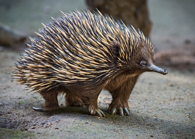 Con Echidna trưởng thành