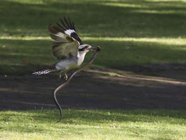 Chim Kookaburra đã giành được chiến thắng tuy nhiên cái giá phải trả rất đắt.