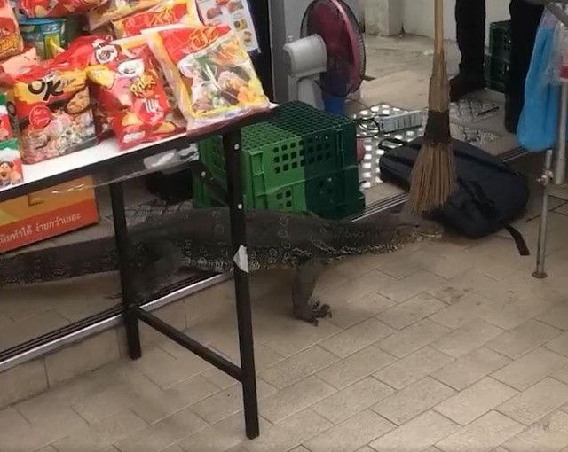 Không cần đến "Kong" mà chỉ cần 1 cây chổi là đủ đuổi con kỳ đà ra khỏi cửa hàng.
